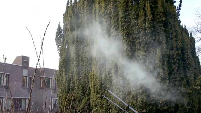 FloraNederland's tweet photo. In het vroege voorjaar produceren mannelijk bloeiende Taxus bomen zoveel pollen of stuifmeel, dat, wanneer je ertegen tikt, hele wolken van pollen uit zo'n boom komen. Ze lijken dan wel in brand te staan en worden dan ook wel 'Rookbomen' genoemd. Video: https://t.co/GHgVYByOeD https://t.co/EHbjfPqARc