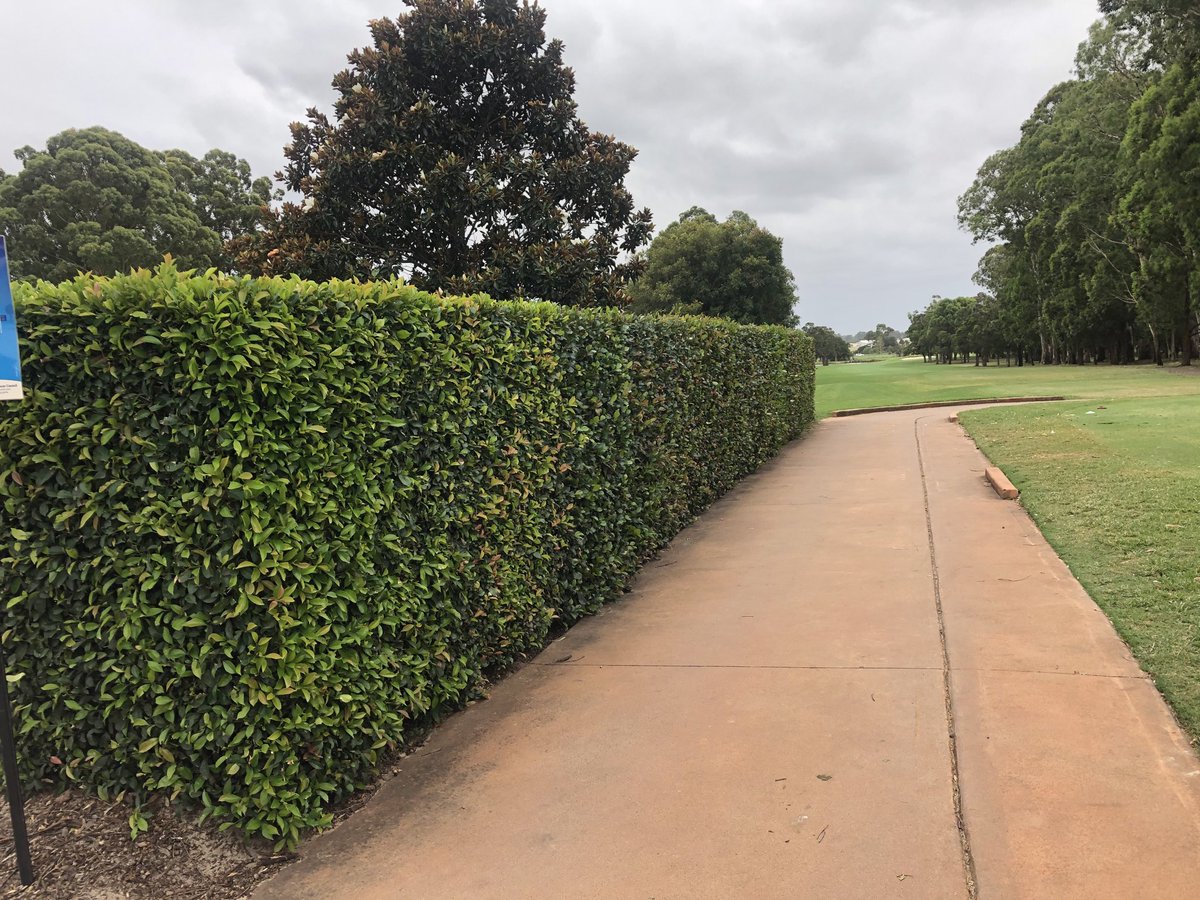 MichaelBradbe15's tweet photo. Bankstown GC keeping their hedges under control with Trimmit. #trimmit #syngenta #efficiency #sustainability https://t.co/bonCKcQcwu