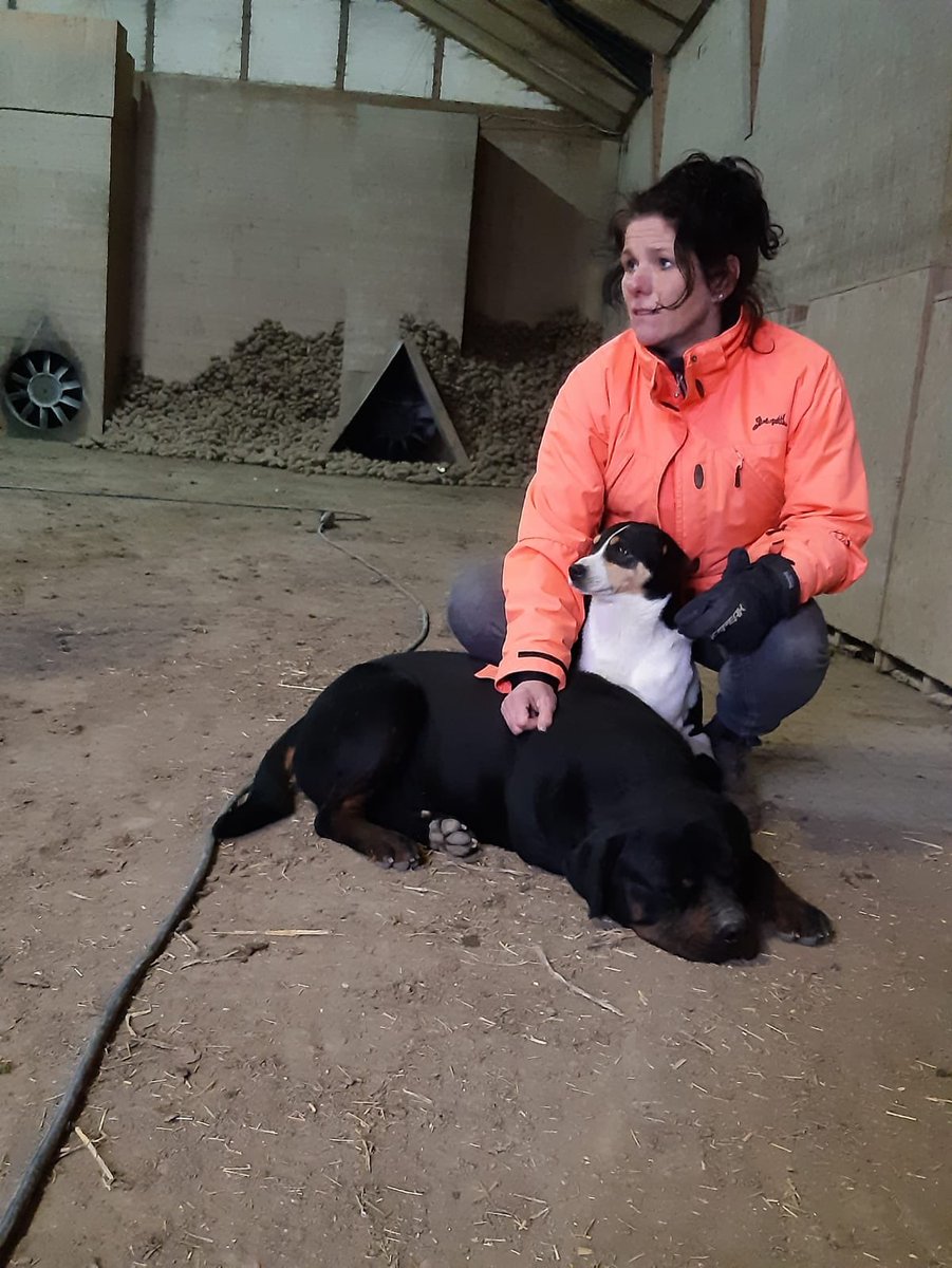 Aardappels afleveren doen we met elkaar ! #familiebedrijf #boerbewust #rottweiler #boerenfox