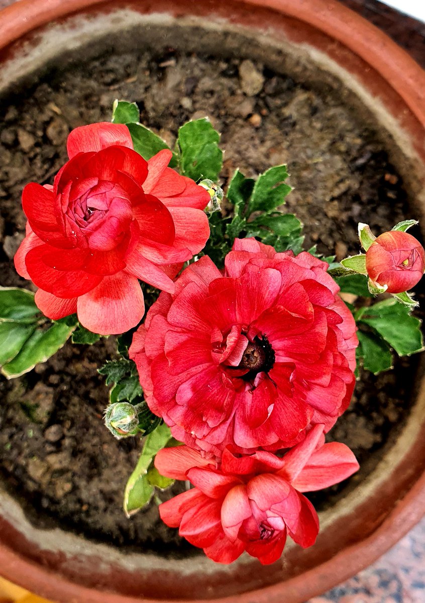 Divya_164's tweet photo. #Eyetonic..... clicked by me 😍 https://t.co/0rDMG8m3Xa