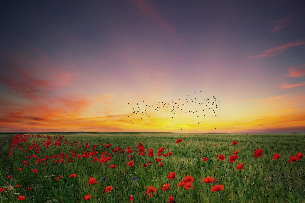 mindyourtone1's tweet photo. To your success in life! 💪 💯 #landscape #poppies #spring https://t.co/7kJvIcux1j