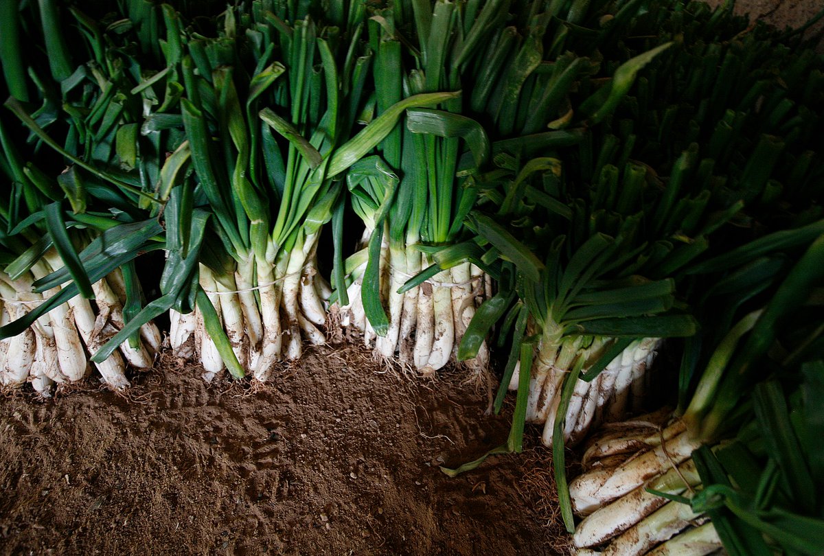 De bon matí ens arriben els calçots dels nostres proveïdors de confiança.

#CalGanxo #Valls #Calçotades