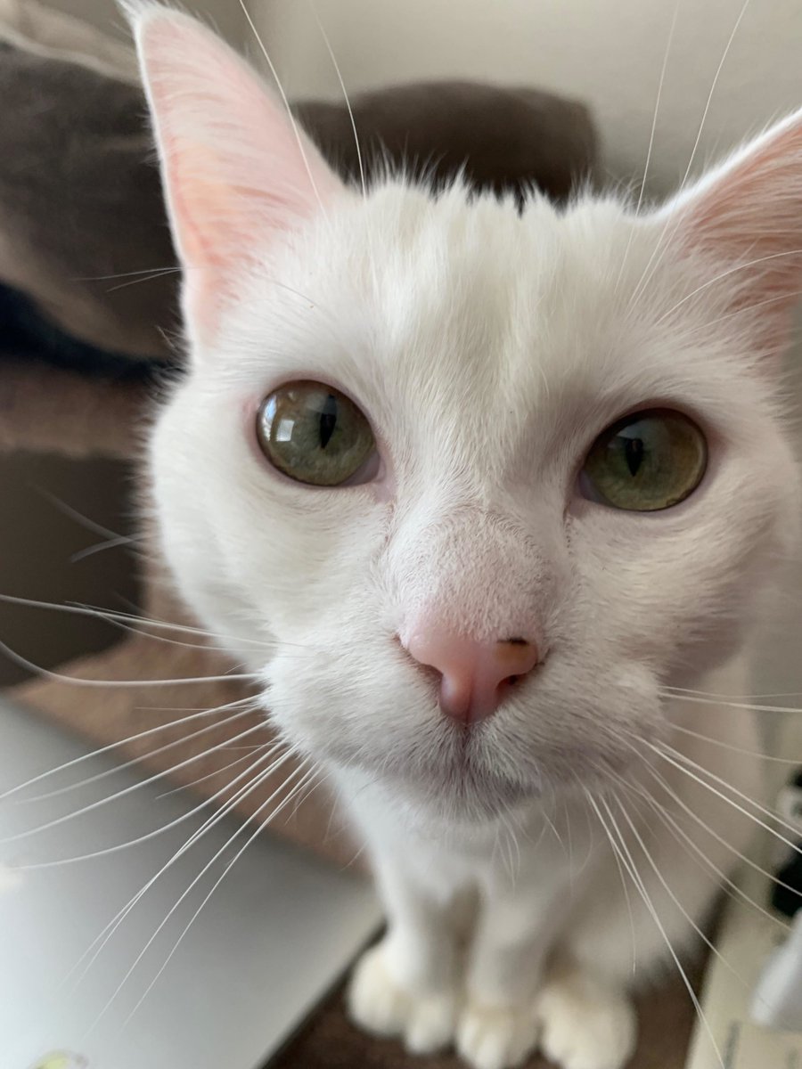 MeowMoeDotCom's tweet image. The #Face that makes everything #Worthwhile.
 
#Cats #Cat #Kittens #Kitten #Kitty #Pets #Pet #Meow #Moe #CuteCats #CuteCat #CuteKittens #CuteKitten #MeowMoe

meowmoe.com/591278/the-fac…
 
.