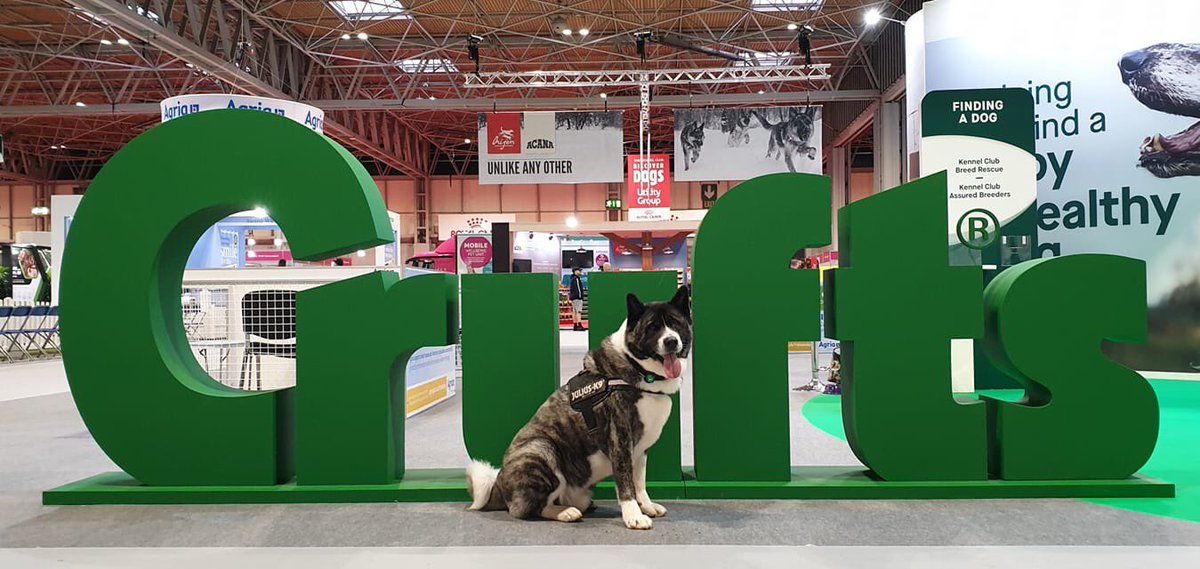 ARWTrust's tweet photo. #crufts2020 #chase #comesayhi #supportourrescue #rescueisbest #arwtrust #akitasrule #bestbreed #fundraising #representingarw #adoptdontshop https://t.co/fzH8bYRZgU