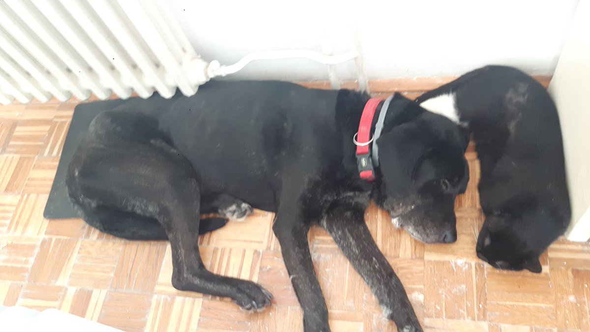 RoyalPetRescueS's tweet photo. Good morning!🙋
21 FIV+ & FeLV+ cats 🐱
&
3 dogs with special needs
&
FEARLESS CANCER SURVIVOR
started HUNGER STRIKE
in order to fight against #austerity #bigotry #racism #fascism & #sceaming #freuds #embazzlment with animals on #Twitter.
NEMA NAZAD!!! 💪🔴🐾🔵🐾⚪✊ https://t.co/RqBr74nEpS