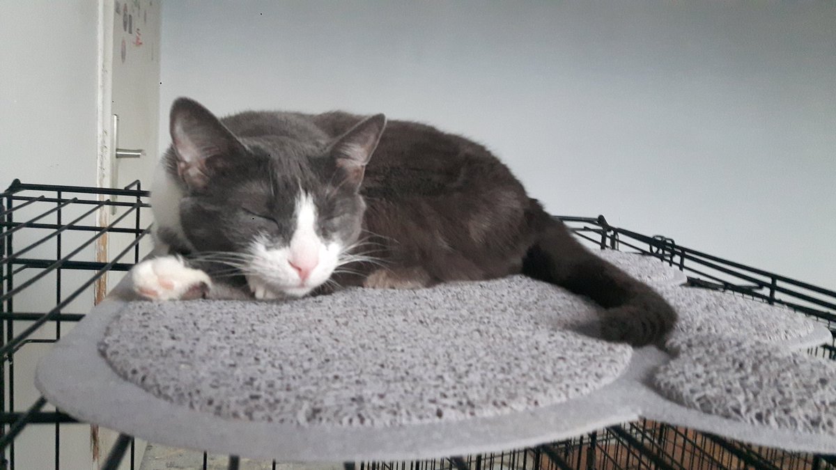 RoyalPetRescueS's tweet photo. Good morning!🙋
21 FIV+ & FeLV+ cats 🐱
&
3 dogs with special needs
&
FEARLESS CANCER SURVIVOR
started HUNGER STRIKE
in order to fight against #austerity #bigotry #racism #fascism & #sceaming #freuds #embazzlment with animals on #Twitter.
NEMA NAZAD!!! 💪🔴🐾🔵🐾⚪✊ https://t.co/RqBr74nEpS