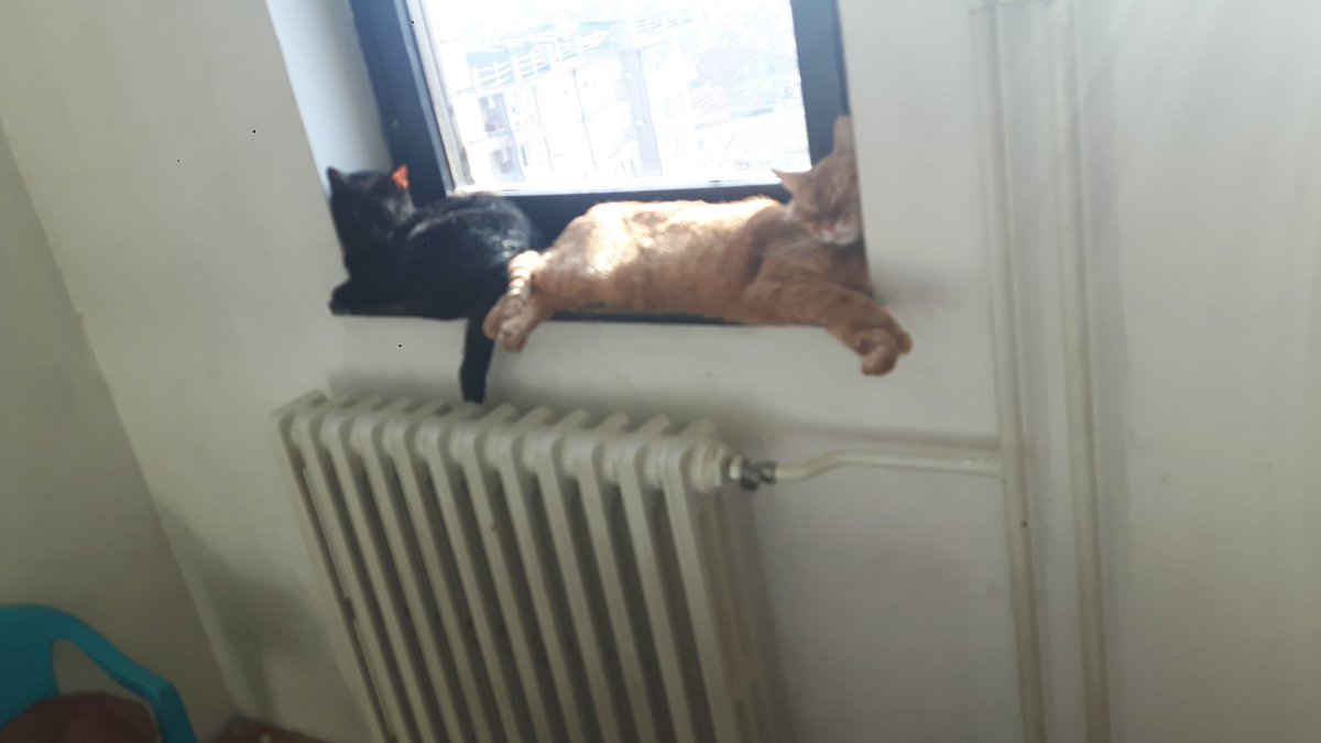 RoyalPetRescueS's tweet photo. Good morning!🙋
21 FIV+ & FeLV+ cats 🐱
&
3 dogs with special needs
&
FEARLESS CANCER SURVIVOR
started HUNGER STRIKE
in order to fight against #austerity #bigotry #racism #fascism & #sceaming #freuds #embazzlment with animals on #Twitter.
NEMA NAZAD!!! 💪🔴🐾🔵🐾⚪✊ https://t.co/RqBr74nEpS