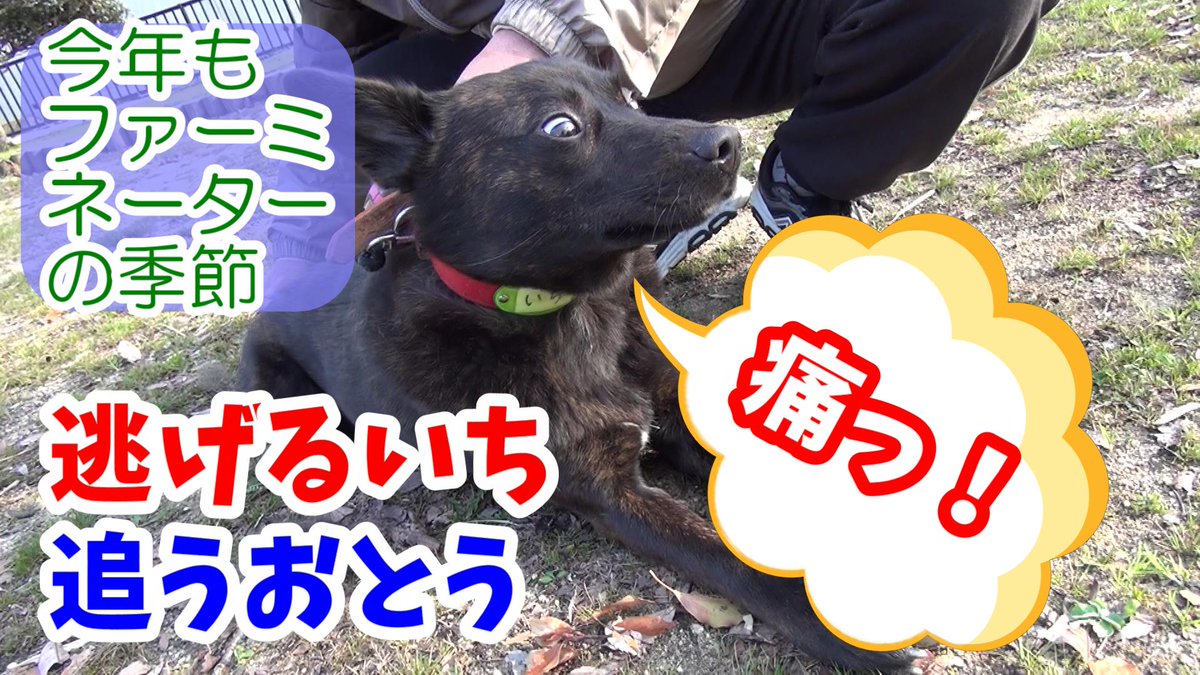 甲斐犬いち Ichi The Japanese Dog 甲斐主にとってファーミネーターが必要な季節がやって来ました T Co Tosewta94n 甲斐犬 日本犬 犬 Dog 犬好き ファーミネーター 換毛期 フォロワー募集 犬の抜け毛