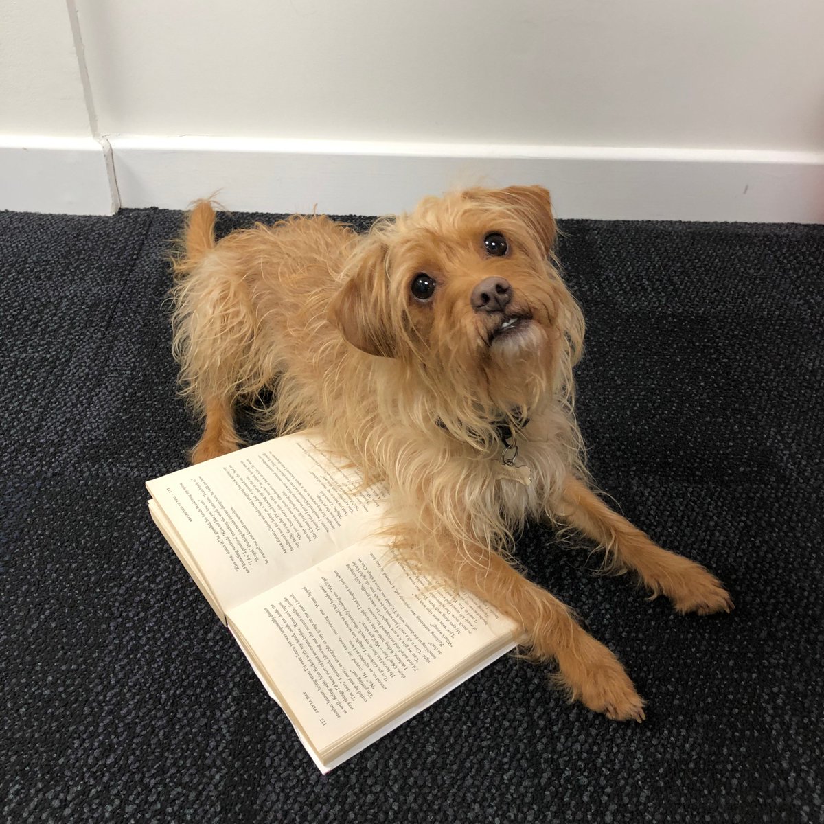 DogsTrust's tweet photo. Peanut is ready for #WorldBookDay 🐶Dogify your favourite book title _________ #DogifyABook #WorldBookDay 📚 https://t.co/OUDbrtEXte