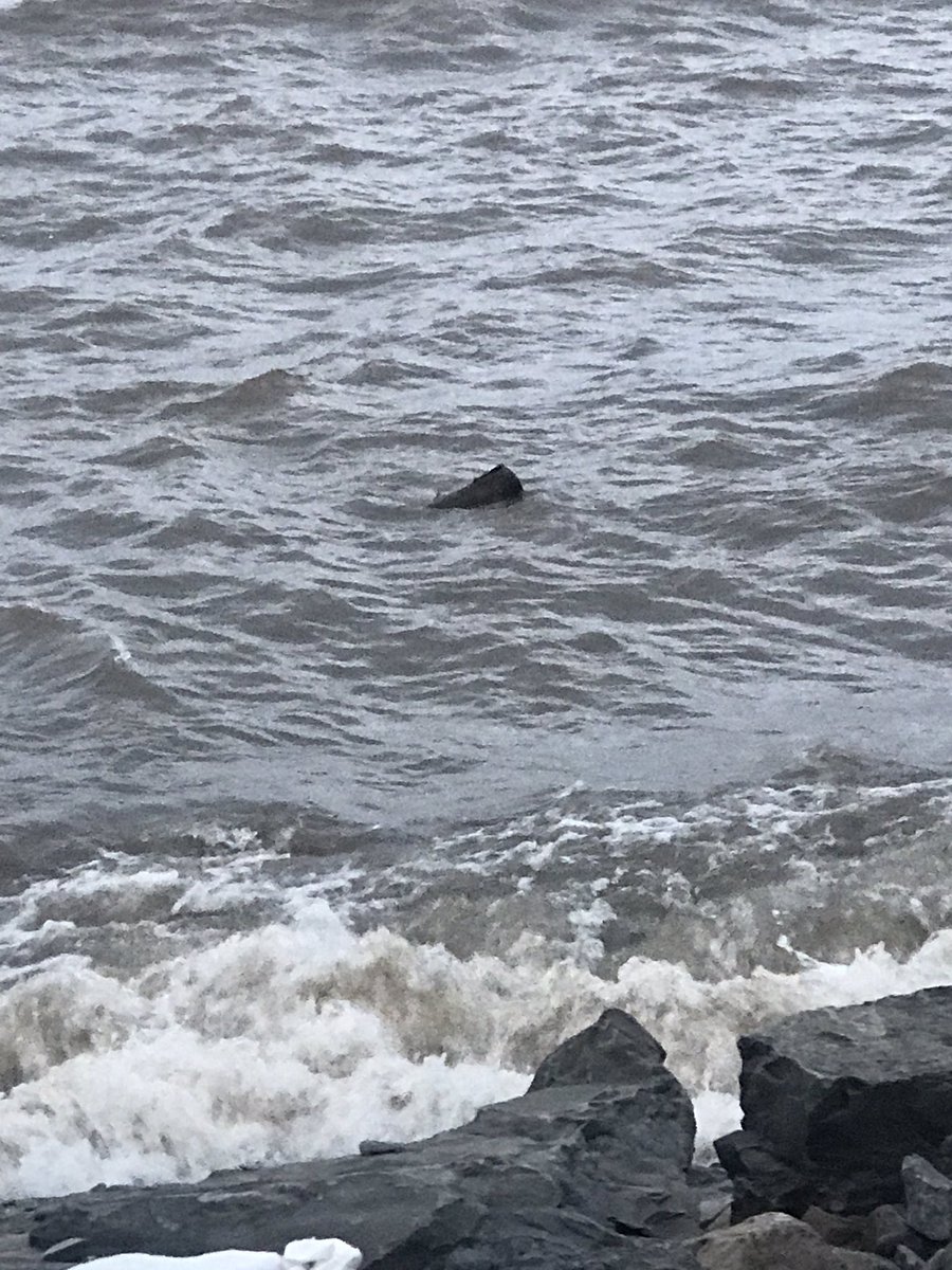 Rebel_Charters's tweet image. High lake water levels are grabbing shore lumber and sending “BIG dead heads” down the shoreline already