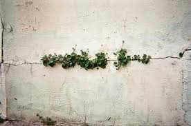 literlandweb1's tweet image. "A la vida le basta el espacio de una grieta para renacer".
Ernesto Sabato