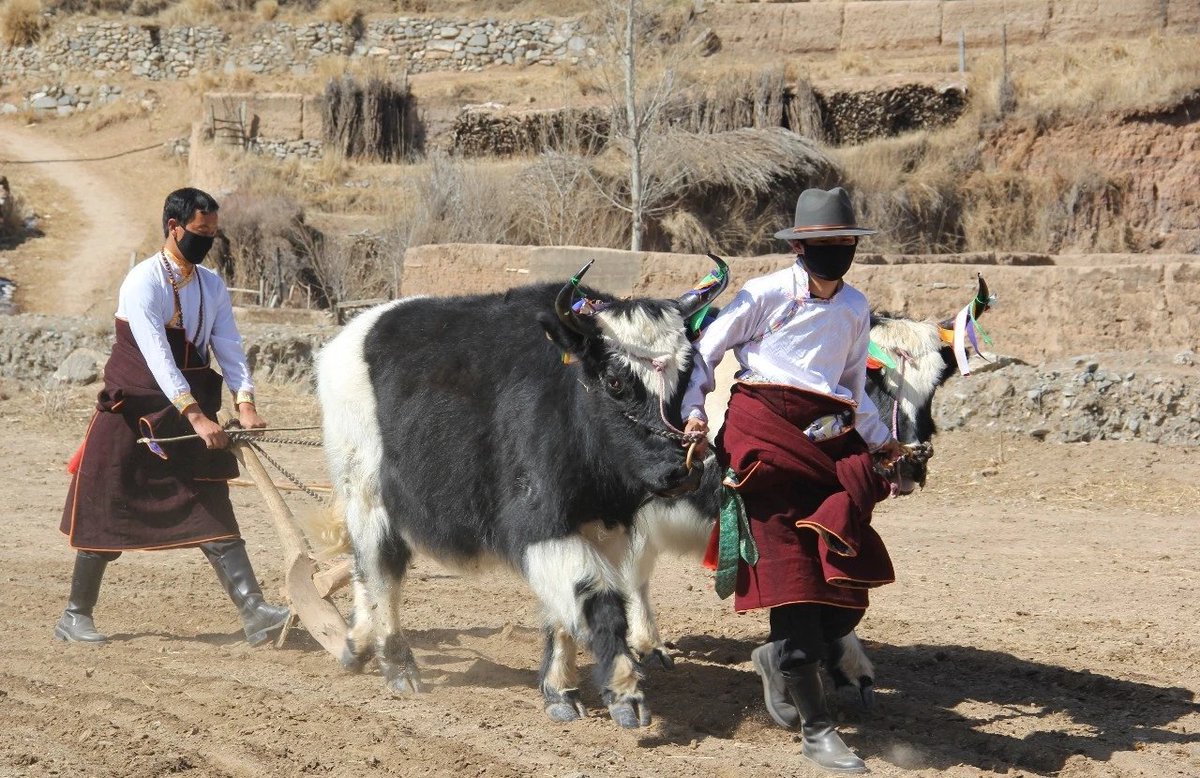 KRgyal's tweet photo. Tong ga (ཐོང་ག) is ritual in Tibetan farming area to wish for a good harvesting before the farming. However, this looks like a performance for me than actual ritual. #TibetanFarmingCulture #Ritual #Tibetan #AmdoTibet Check it here: https://t.co/0JbRWFjrIs https://t.co/uRCidAHuaF