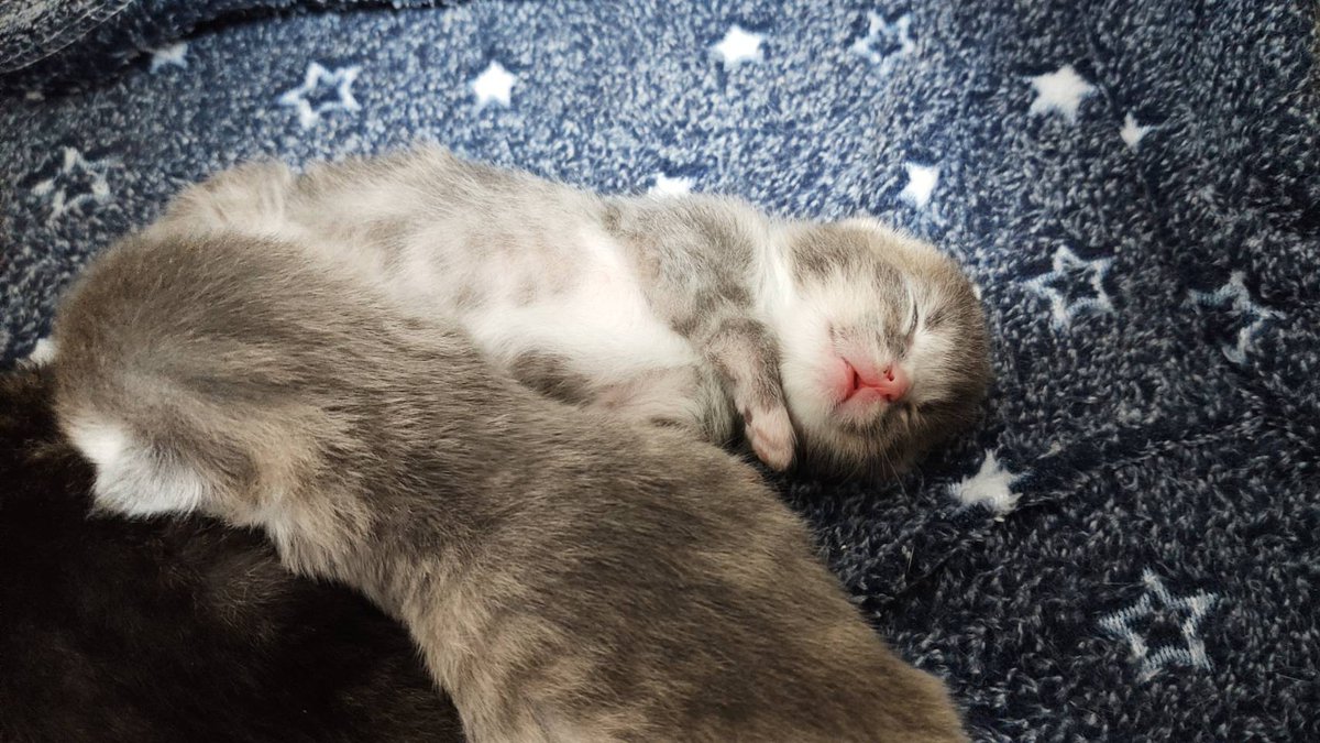 こたつとみかん Kota To Mika Twitter