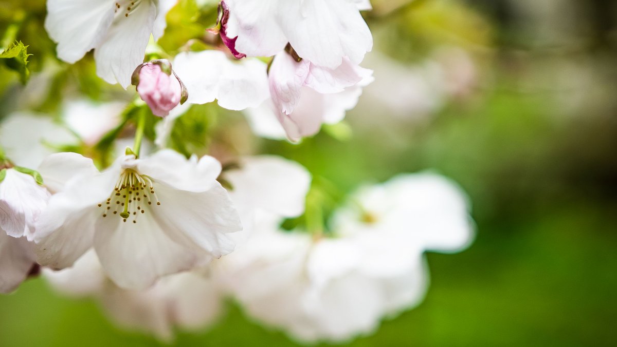 LevelTheory's tweet image. Blossom marks the start of inspirational spring time! Get in touch if you are a #Kent #London or #SouthEast business in need of photography, video, graphics or copy 🙌