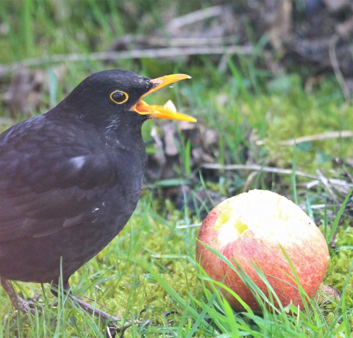 Irish Garden Birds tweet media