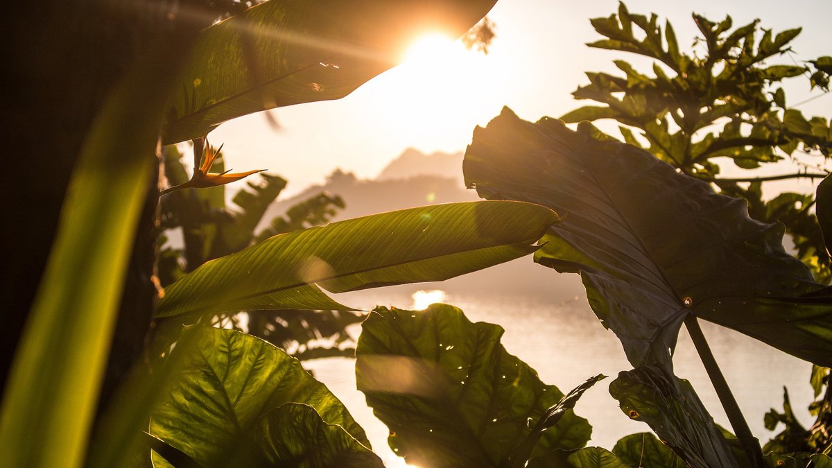 FSM_Team's tweet photo. "Jungle Journey" - awesome ambient techno music by Glitch.
Free download: https://t.co/Ev2eoLC7MV
#royaltyfreemusic #freemusic #vlogmusic #nocopyrightmusic #musicforvlogs #ambeint #jungle #junglemusic #electronicmusic #trance #trancemusic #techno #adventurous #adventure #tropic https://t.co/vFuX3r11Nb