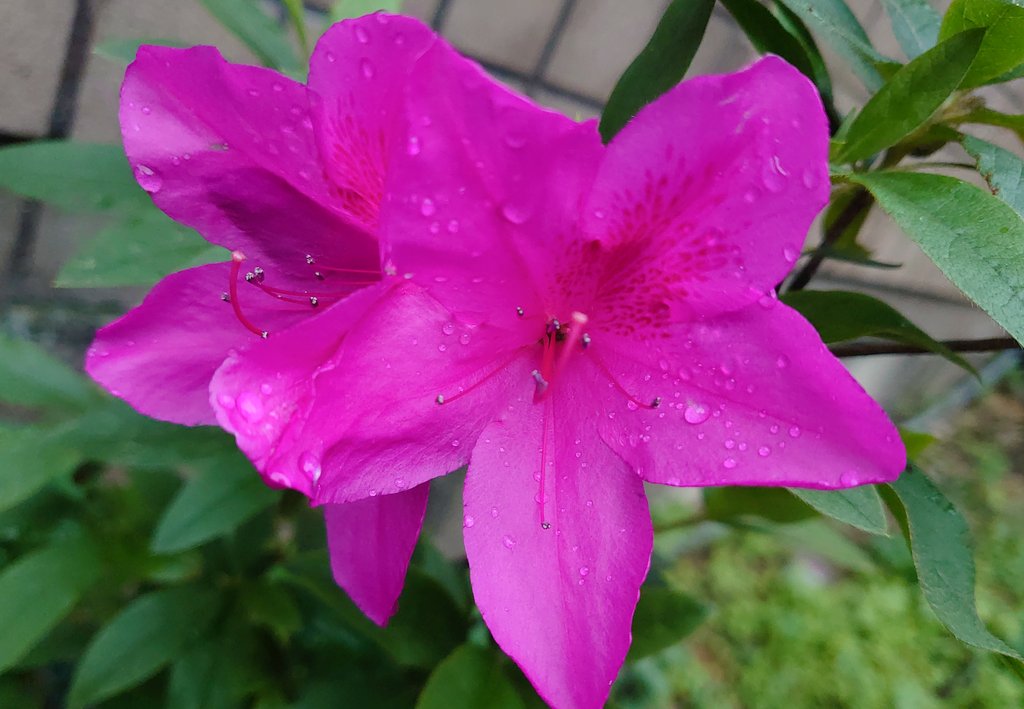 EricLin89834079's tweet photo. [雨天] #Rain #flower #Flowers #beautiful #color #like #photo #mobilephotography #Taiwan #花写真 #手機攝影 #台灣 https://t.co/5Jf4Oh9OHJ