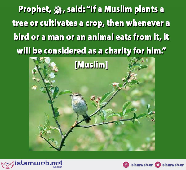 IslamwebEN's tweet image. Anas, may Allah be pleased with him, reported that the Prophet ﷺ said: “If a Muslim plants a tree or cultivates a crop, then whenever a bird or a man or an animal eats from it, it will be considered as a charity for him.” [Muslim] @ islamweb.net/en/article/155…