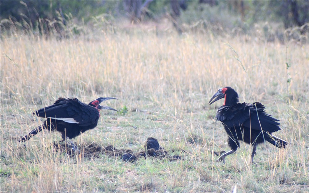 BushTimeMabula's tweet photo. Southern ground hornbills are just one of many exciting conservation success stories at #Mabula...
#BushTimeAtMabula https://t.co/SI53QrRtF5