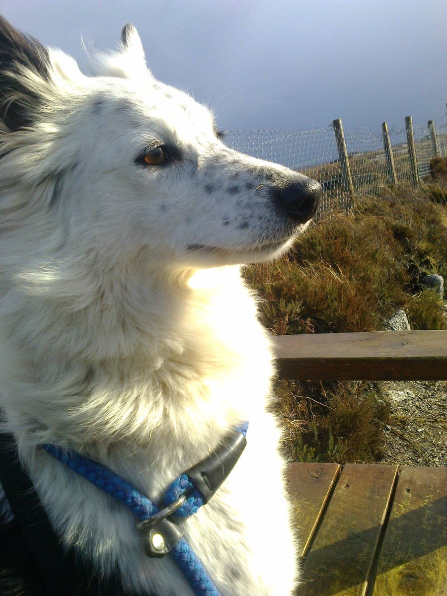 MADRA Mutts Anonymous Dog Rescue & Adoption tweet media