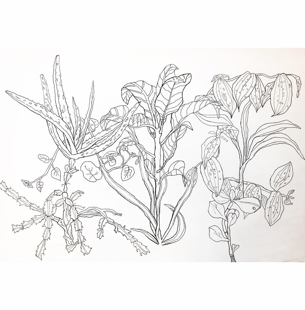 ScottoArt's tweet photo. More amazing line drawings made by Sam, Art 1 #drawingisseeing @gobluechs https://t.co/25Srmhcnjk