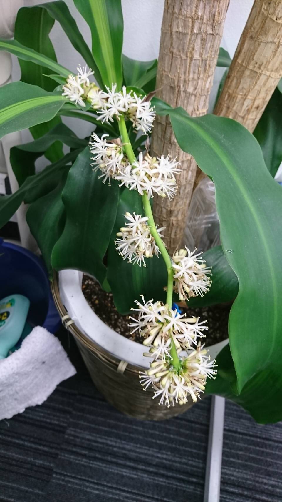 岐阜電力 ぎふでん 公式アカウント 一昨日花を咲かせた弊社の幸福の木 夕方に花を咲かせ 朝出社すると蕾に戻っり また夕方に花を咲かせ を繰り返し3日目に突入しました 連日幸せな香りに包まれる事務所です 幸福の木 幸福の木に花が咲く 幸せの
