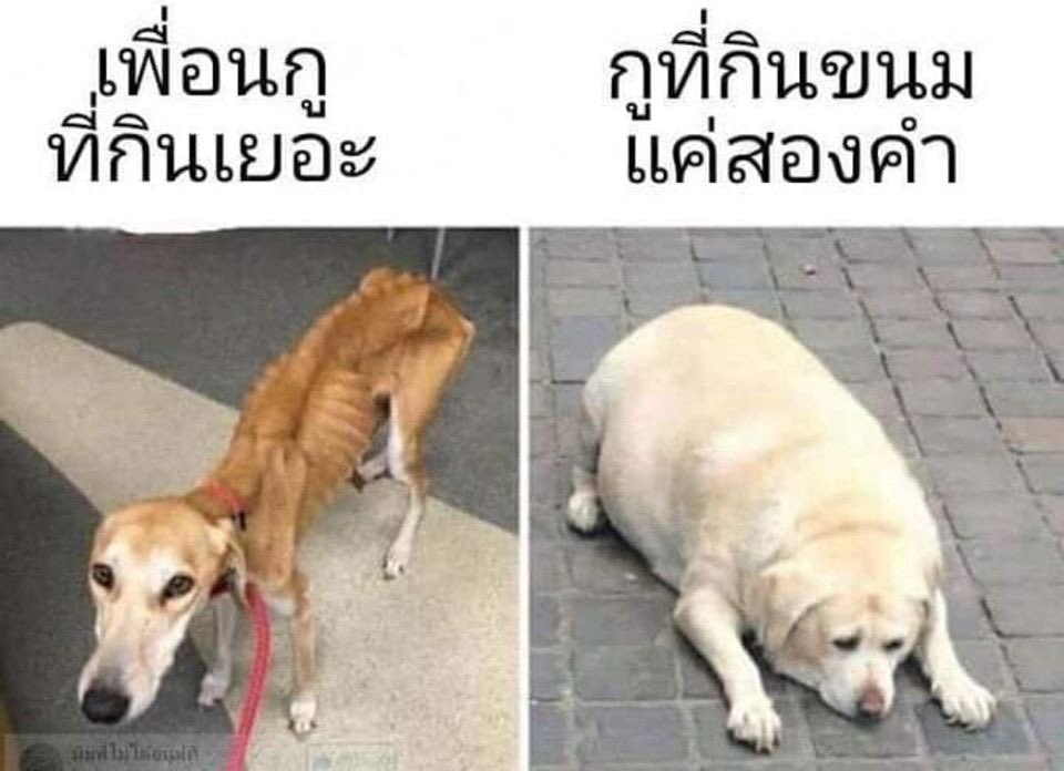 ไอหนมหม๋าตัวโปรดของเธอ tweet media