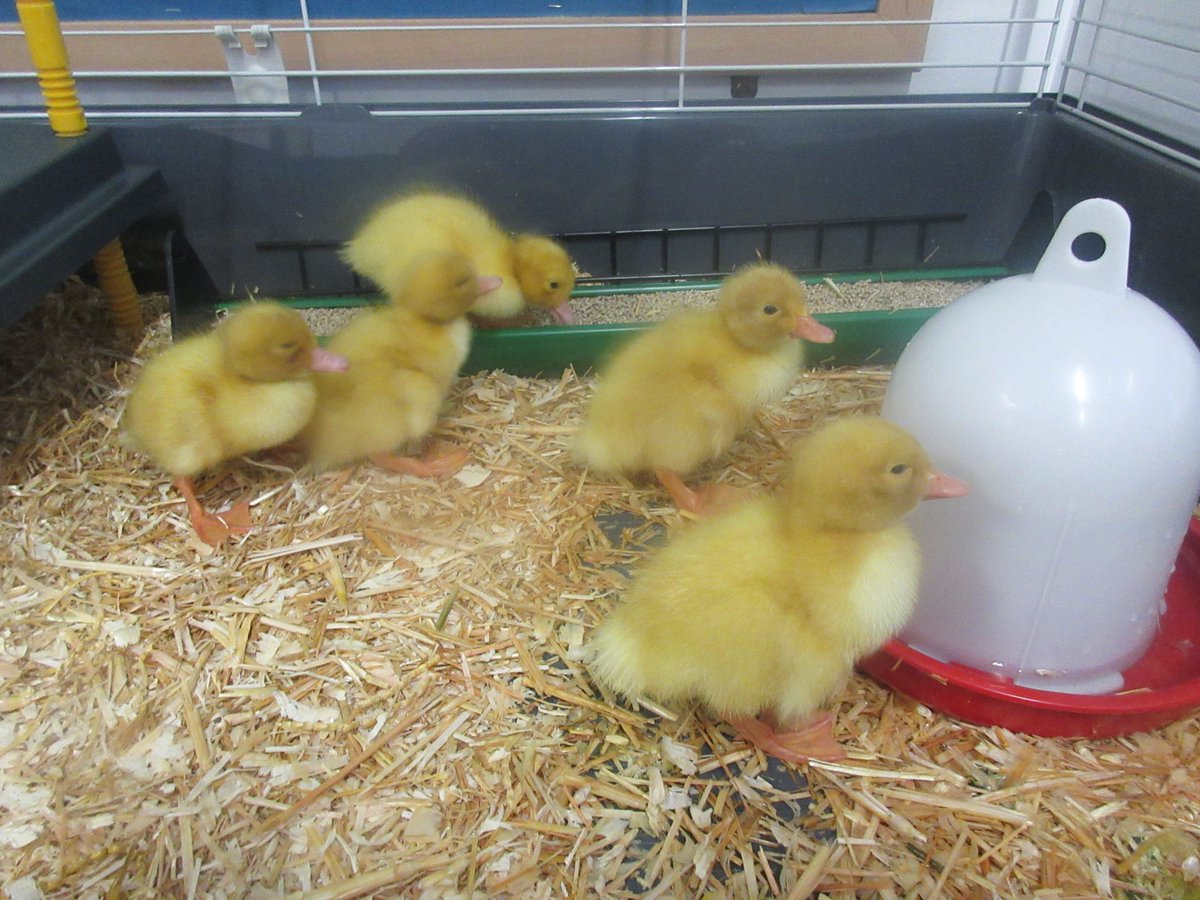 TheMallPrePrep's tweet photo. Duckling update Day Four the ducklings have had a busy morning exploring the brooding cage. They have had fun splashing around in their water and munching on their food 🥚🦆💦#ducklingfun #eggxcited #LifeatthePrePrep https://t.co/wOLjCctMab