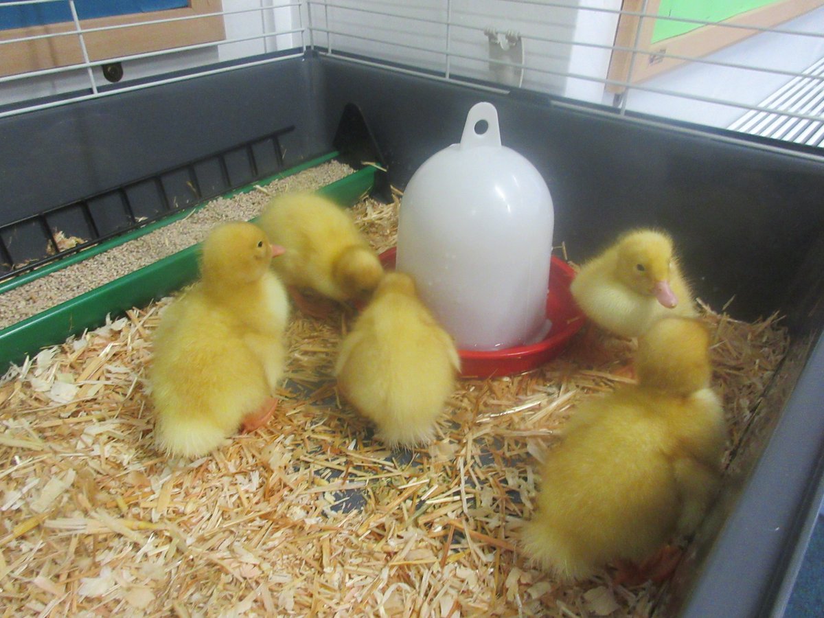TheMallPrePrep's tweet photo. Duckling update Day Four the ducklings have had a busy morning exploring the brooding cage. They have had fun splashing around in their water and munching on their food 🥚🦆💦#ducklingfun #eggxcited #LifeatthePrePrep https://t.co/wOLjCctMab