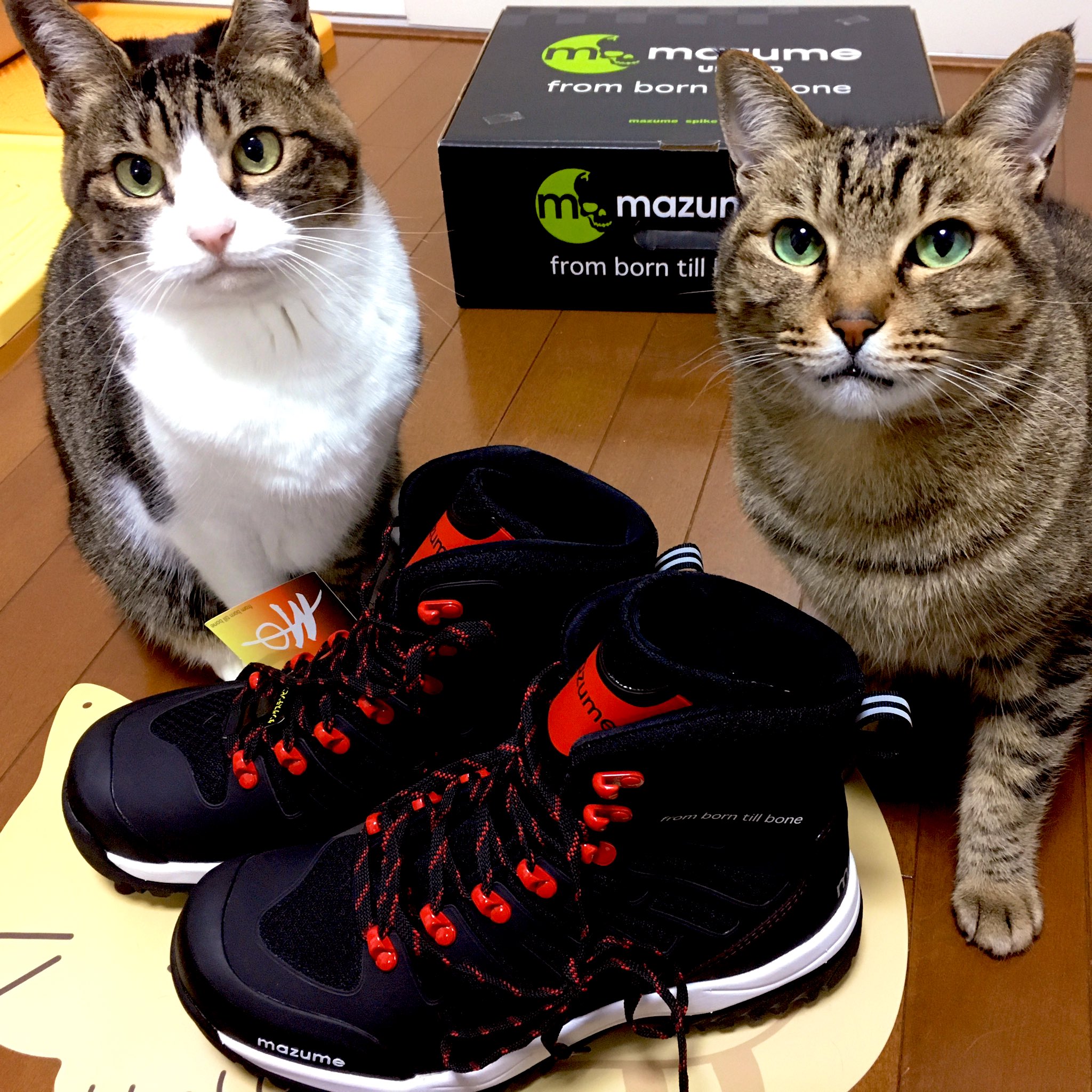 きな猫釣ch タングステンスパイク なんだかよく分からないけど魅力的なワードに釣られて新調しました 安全は足元から 釣り 磯靴 猫分補給 マズメスパイクシューズ