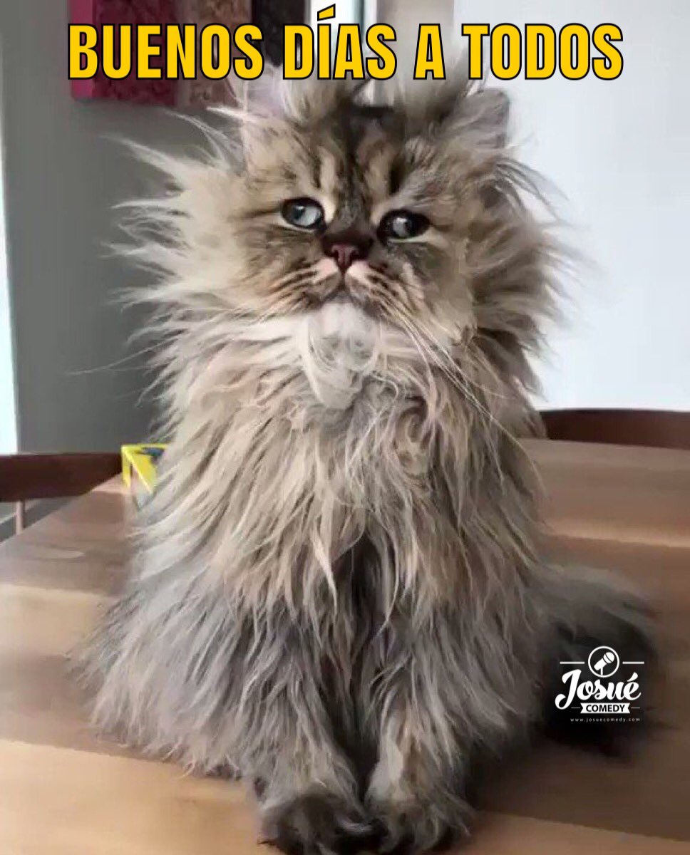 Nos dan Buenos Días los gatitos que amanecieron y Hoy es día Internacional  del gato . #DiaInternacionalDelGato #DiaDelGato, image size:968x1200