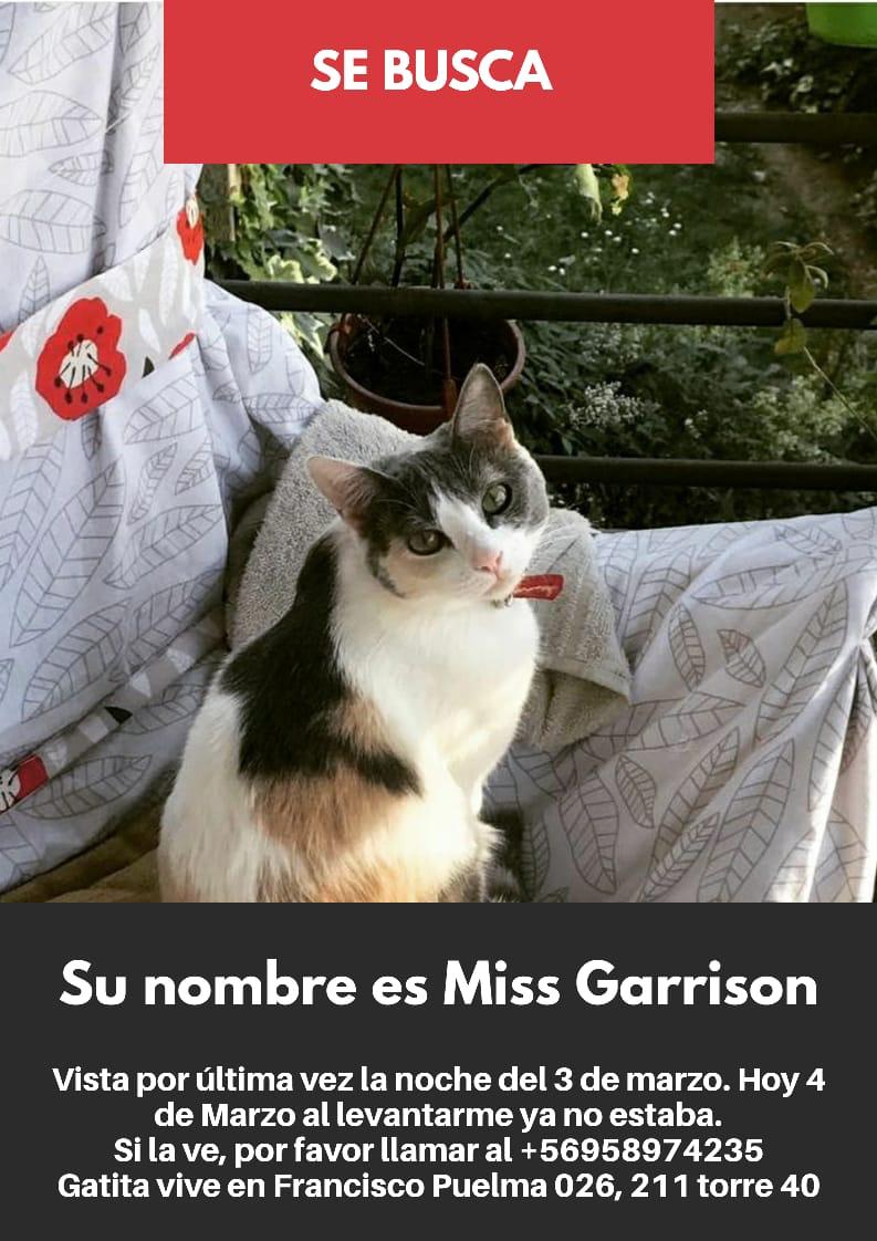 clubgaterogrupo's tweet photo. Atención #Providencia!!
Gatita pérdida en sector Bellavista.
#bellavista #gato https://t.co/JLuvvV6eB3