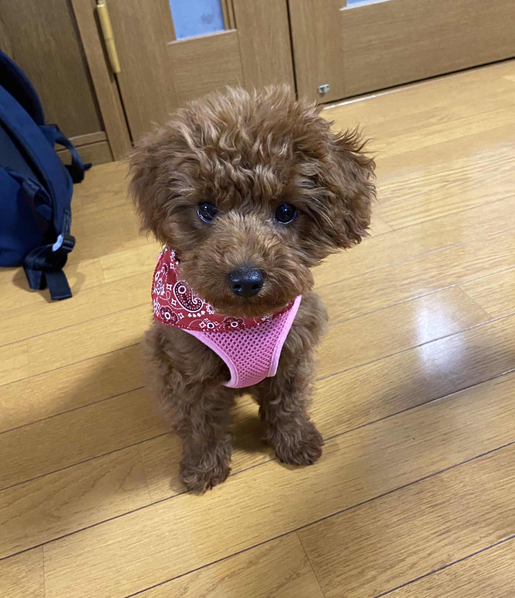 山本美貴子 בטוויטר トイプードル4ヶ月ももちゃん 本格的なトリミングしてもらってキレイになりましたね トリミング 初回は全部してしまわないで 少しカットする程度で様子を見てくれるのだとか トリマーさんも色々工夫して下さるんですね 山本美貴子 בטוויטר トイプードル4ヶ月ももちゃん 本格的なトリミングしてもらってキレイになりましたね トリミング 初回は全部してしまわないで 少しカットする程度で様子を見てくれるのだとか トリマーさんも色々工夫して下さるんですね
