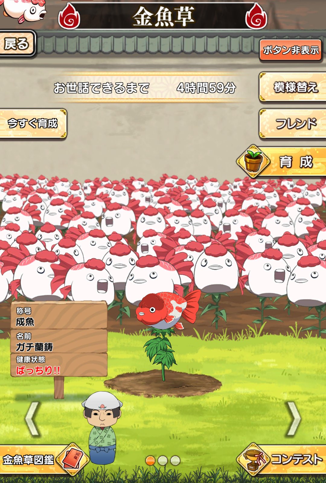 よーちん 遂にガチ蘭鋳が誕生した 今まで通常と出目金ばかりだったから嬉しい 金魚草の中ではスピードが早いんです 鬼灯なんでも入門参照 蘭鋳 みっちゃんより速くなってしまって ソーリー 燭台 ううん 蘭鋳くんを見習って頑張るよ