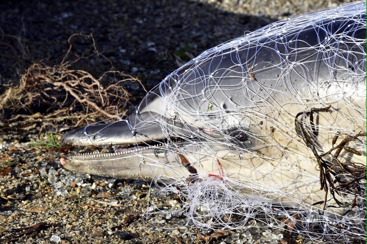 CnathDreamer's tweet photo. Une nouvelle étude démontre que près de 90% des populations mondiales de dauphins a été décimée par la pêche 😥🐬 les pêcheurs sont des criminels tout autant que les consommateurs !!!
#leprixdupoisson #Opdilphinbycatch #seashepherd #StopFishing https://t.co/C5VgyFEIkn
