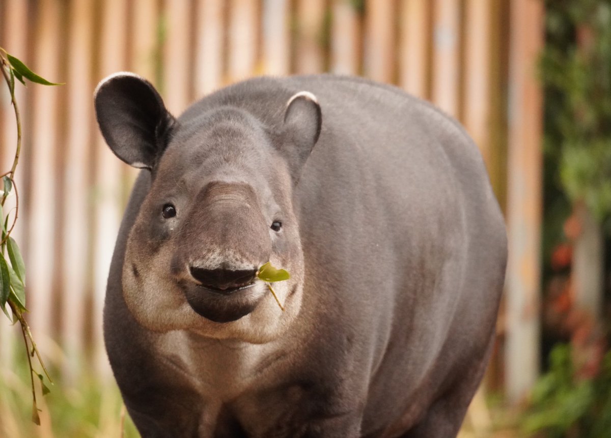 おーあ みなさん 休園が続いてベアードバクがどんな形だったか忘れていませんか こんな形です かわいいですね ほんと 金沢動物園 ベアードバク Tapir T Co Iite8kgqsj Twitter おーあ みなさん 休園が続いてベアードバクがどんな形だったか忘れていませんか こんな形です かわいいですね ほんと 金沢動物園 ベアードバク Tapir T Co Iite8kgqsj Twitter