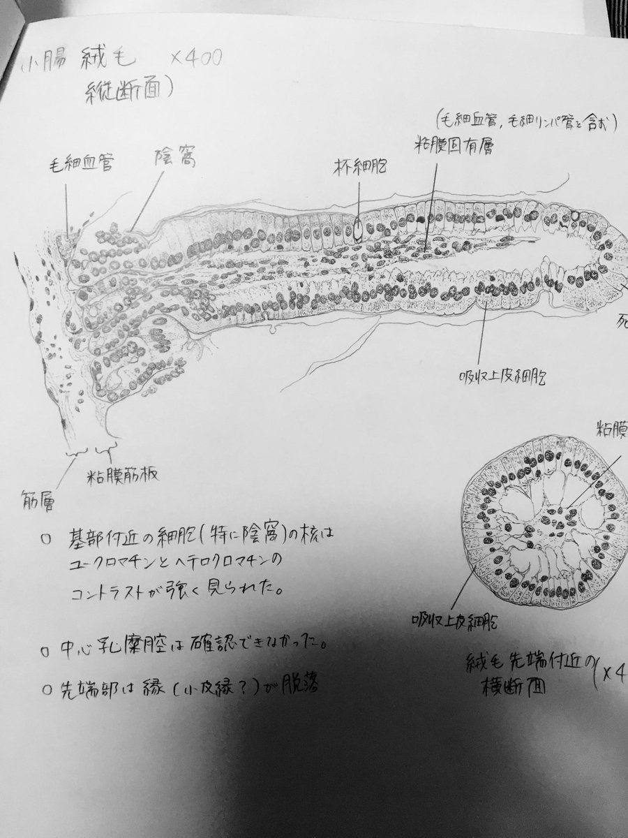 実験スケッチものすごく好きだったからまたやりたい 大学4年間で