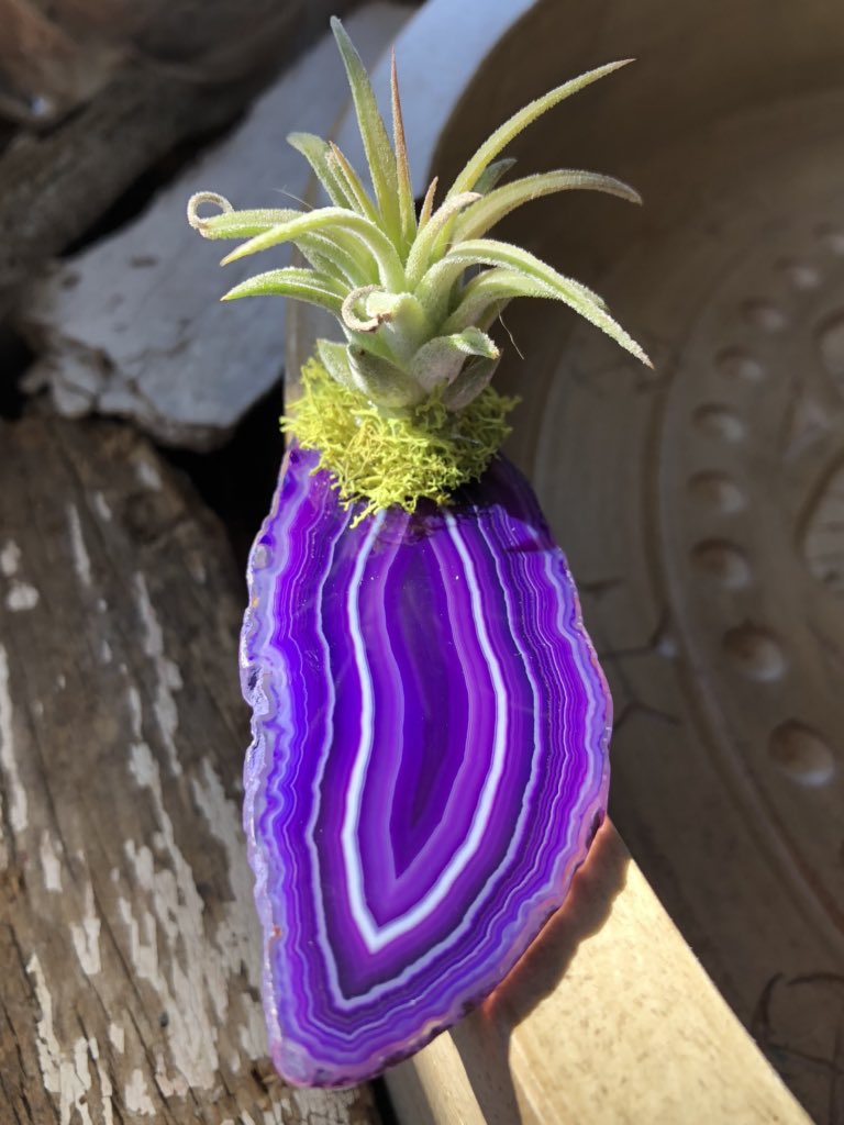 Purple Agate slice with air plant. Purple agate promotes inner stability, composure, &amp; maturity. 💜 Clean lines make this a mesmerizing piece. #airplants #homedecor #gifts #purpleagate #agate