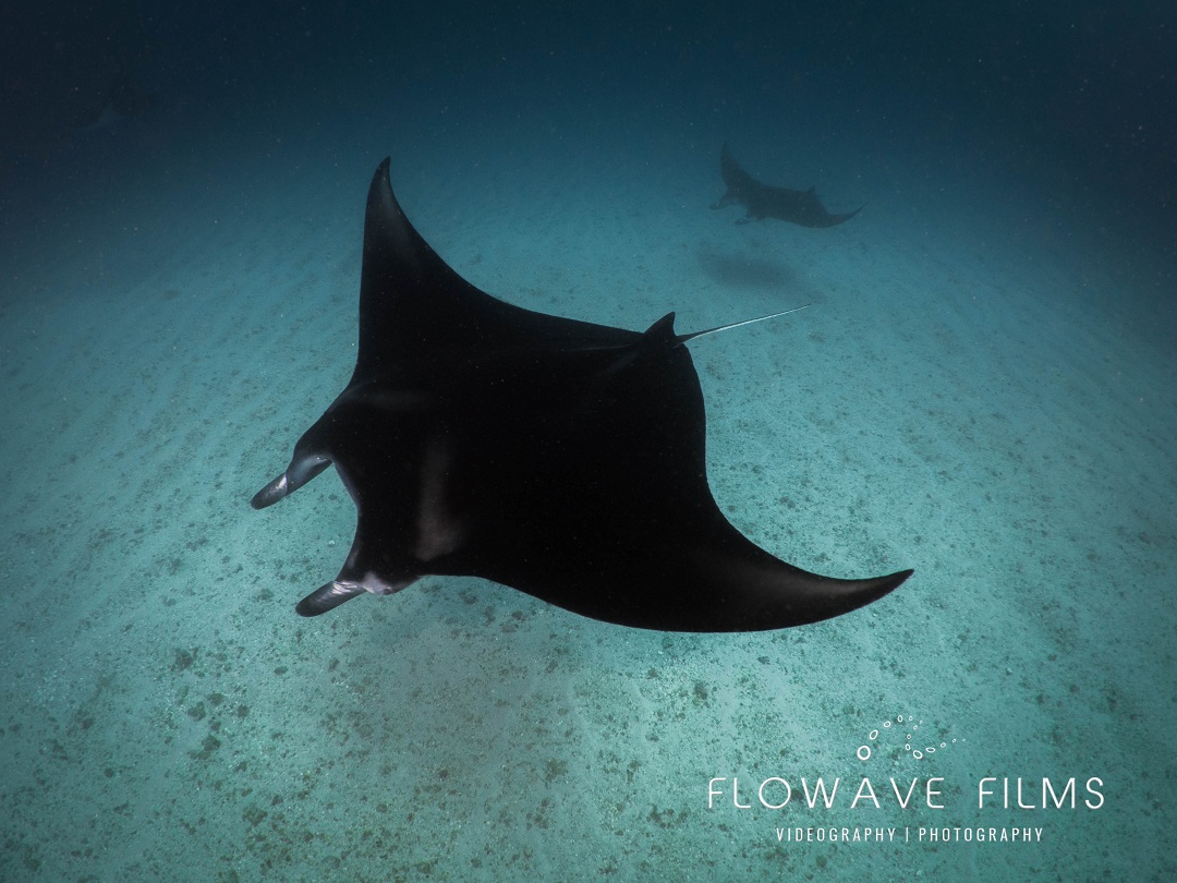 Manta rays cruising...

#underwaterphotography #scubadiving #dailyscubadiving #divinginbali #divingcourse #dailydiving #divepackage #divecritters