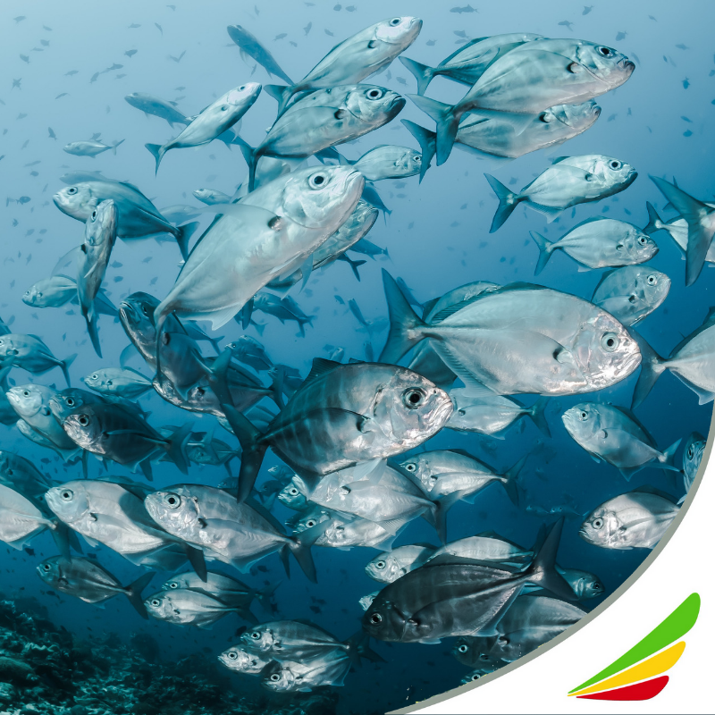 #EthiopianTips 
En Kenia y Túnez se considera que los peces tienen un significado sobrenatural para muchas personas y los utilizan para protegerse de los espíritus malignos. #FlyEthiopian