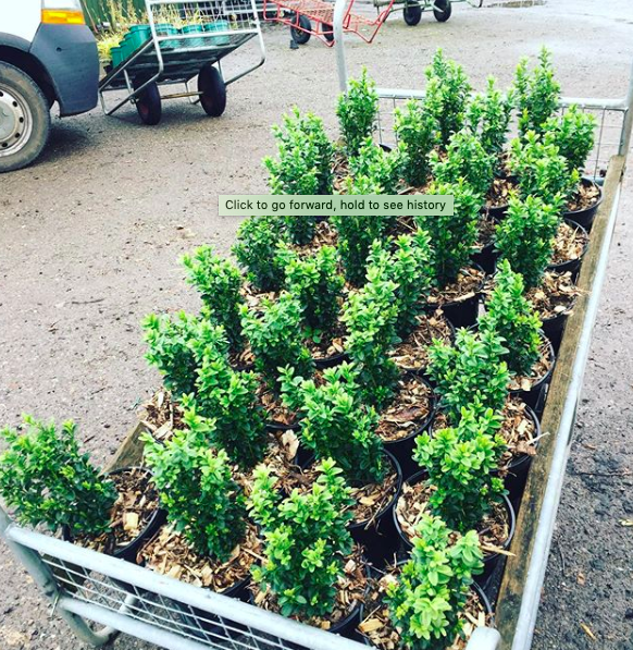 secretgardenweb's tweet photo. Buying lots of #buxus today for a low hedge surrounding a lawn in a #frontgardendesign 💚
Check us out tomorrow to see it planted up! #landscapersofinstagram #gardendesign #loveyourgarden #boxhedge https://t.co/OgqZh5dzbd