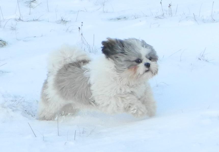Warpingwonder's tweet photo. Jenni the Shih Tzu at 11 months #crufts2020 https://t.co/9qqhYGZN0N