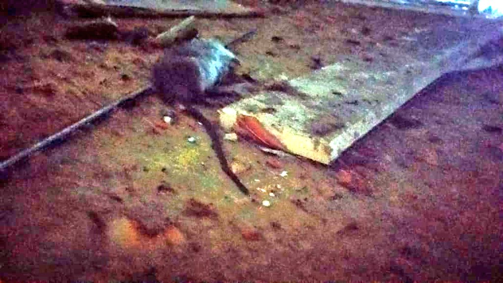 JesiBortule's tweet photo. Algo huele mal en el @Pilarhcd! 🐀 o al menos en mi oficina en donde  "aparecieron" 2 ratas muertas! Casualidad? Mmm! Preocupa la falta de fumigación en todo #Pilar y el concejo no es la excepción.
IMÁGENES SENSIBLES 
#AlgoHueleMal
#PeligroHantavirus
#LaNoGestiónDeAchaval https://t.co/bdqNAXjaeE