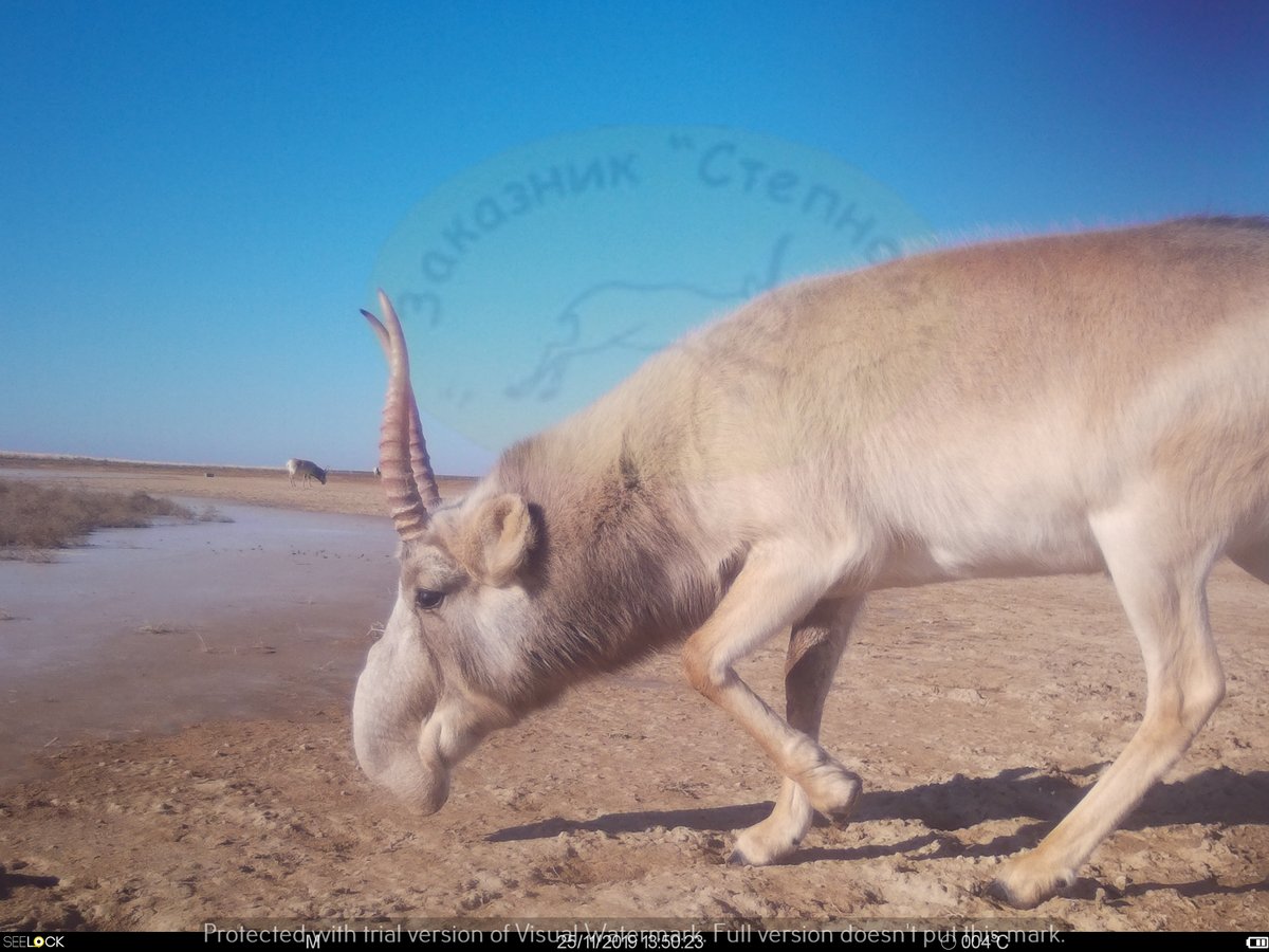 InstantWild's tweet photo. They may look like a character from #DrSeuss but #Saiga are actually #CriticallyEndangered antelope!
Through Instant Wild you can help researchers to monitor the populations & estimate a sex ratio
https://t.co/EKG225kMKV
#Stepnoi #WorldBookDay #WeirdAndWonderful #Wildlife https://t.co/FFm7CC38lk