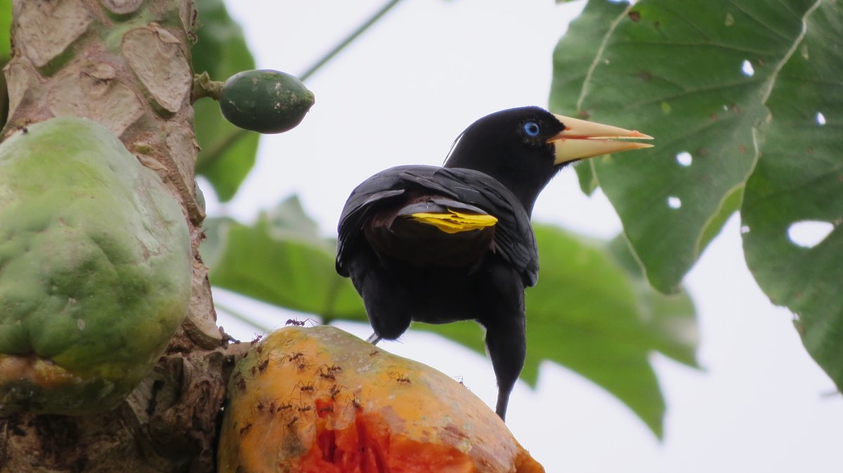 Psarocolius decumanus (Crested oropendola) eating papaya!!!!