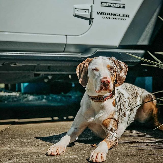 @jeepindogs tweet media