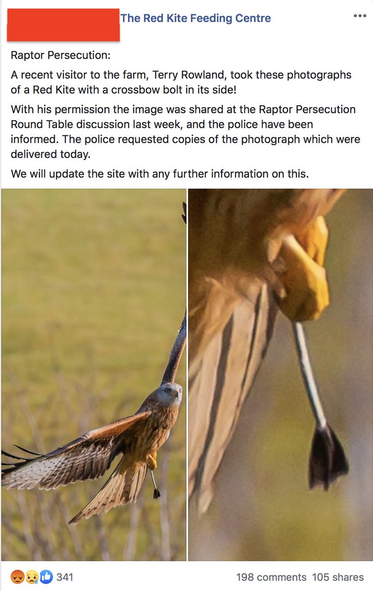 This 'crossbow bolt' is in actual fact just a tail feather that hasn't shed it's sheath correctly after moulting. Anybody with a tiny bit of knowledge of birds can see that so why didn't the raptor persecution round table members know this? #raptorpersecution