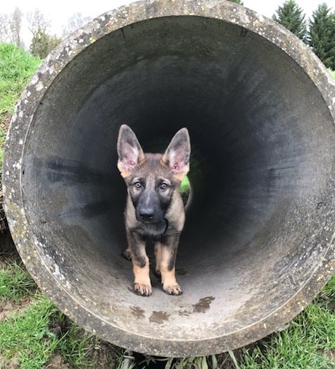 Blunty6's tweet photo. @Crufts @EPDogSection this is Essex Police puppy Bruce. Starts his training in January 2021 #crufts #puppy #GSD https://t.co/KUh6g65ITI