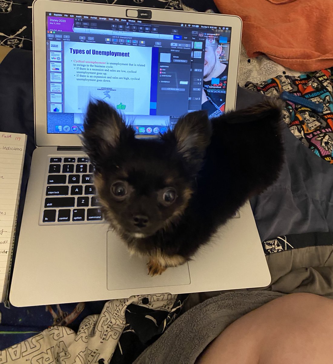 EmmaMatthey's tweet photo. little Mojito is helping me write my Integrated Lesson Plan for #READ3400... Good job Mojito!! https://t.co/IoiwW3NJ03