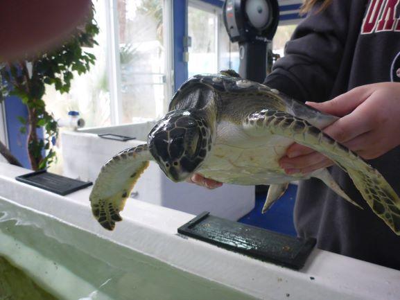 Gulf Specimen Marine Lab & Aquarium tweet media